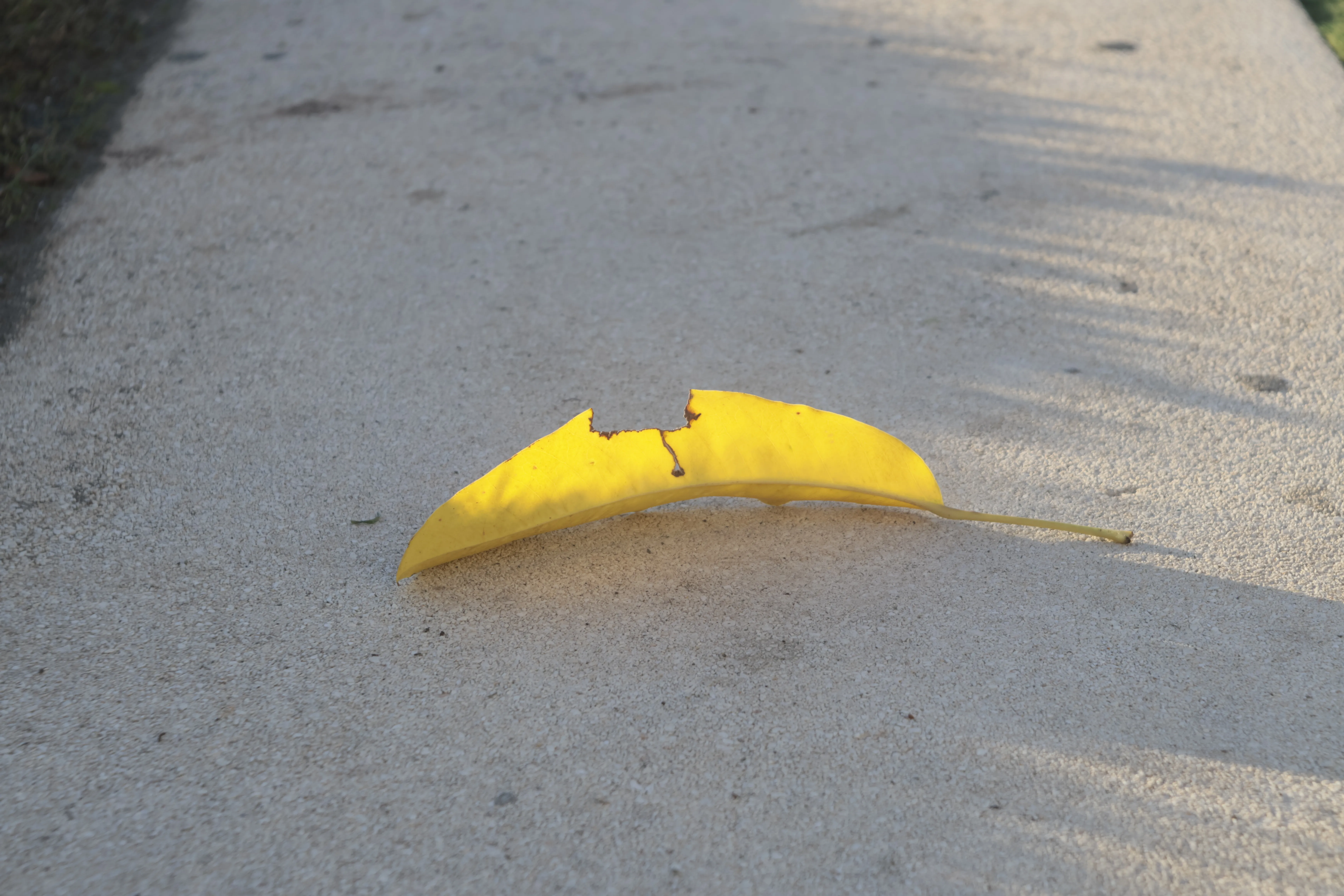 Industar-50-2 50mm f3.5 (M42) - _I4A1327.webp